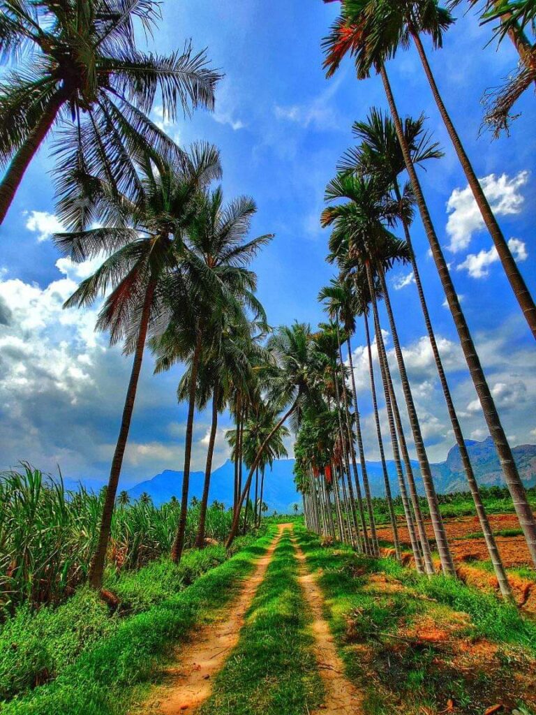Coconut plantation Feedstock for Biochar